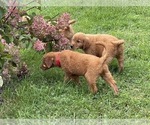 Small Photo #31 Golden Retriever Puppy For Sale in WOODSTOCK, CT, USA