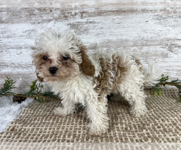 Medium Photo #1 Cavapoo Puppy For Sale in MIDDLEBURY, IN, USA