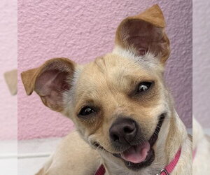 Mutt Dogs for adoption in Pleasanton, CA, USA