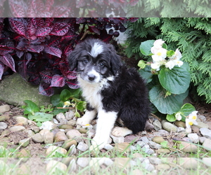 Aussiedoodle Miniature Puppy for sale in SHILOH, OH, USA