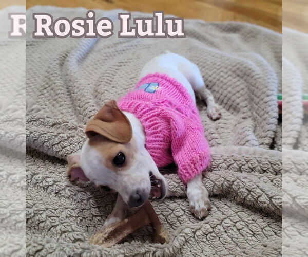 Medium Photo #8 Chiweenie Puppy For Sale in San Antonio, TX, USA