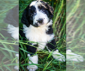 Aussiedoodle Puppy for sale in KILLDEER, ND, USA