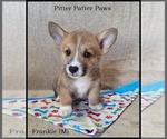 Puppy Frankie Pembroke Welsh Corgi