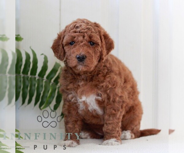 Medium Photo #1 Goldendoodle (Miniature) Puppy For Sale in LANCASTER, PA, USA