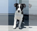 Puppy Black and White Border Collie