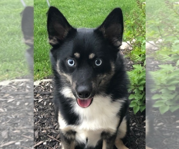 Medium Photo #2 Pomsky Puppy For Sale in FISHERS, IN, USA