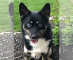 Small Photo #2 Pomsky Puppy For Sale in FISHERS, IN, USA