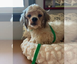 Shih Tzu-Unknown Mix Dogs for adoption in Raleigh, NC, USA