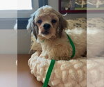 Small #2 Shih Tzu Mix