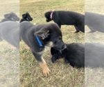 Small Photo #2 German Shepherd Dog Puppy For Sale in GUYTON, GA, USA