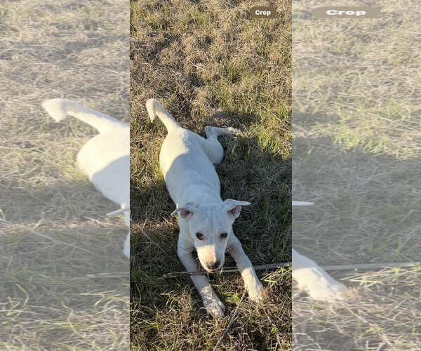 Medium Photo #3 Mutt Puppy For Sale in Hillsboro, NH, USA