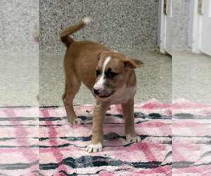Mutt Dogs for adoption in Mechanicsburg, PA, USA
