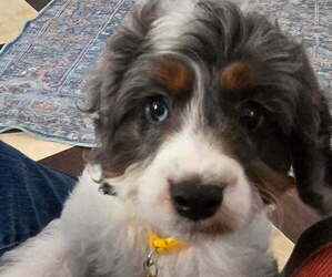 Cavapoo Puppy for Sale in CITRUS HEIGHTS, California USA