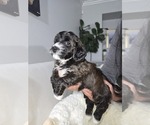 Puppy Coco Cockapoo