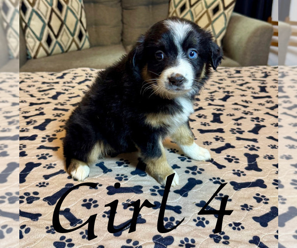 Medium Photo #8 Australian Shepherd Puppy For Sale in SALISBURY, NC, USA