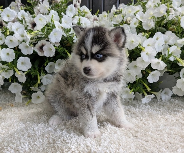 Medium Photo #5 Pomsky Puppy For Sale in GOSHEN, IN, USA