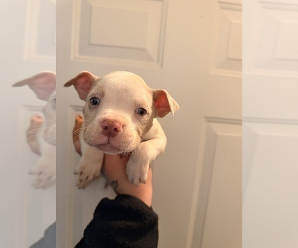 Medium Photo #1 American Bully Puppy For Sale in MERRILLVILLE, IN, USA