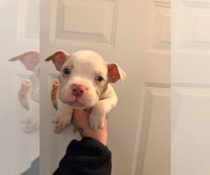 American Bully Puppy for sale in MERRILLVILLE, IN, USA