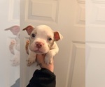 Small American Bully