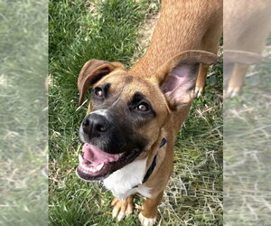 Boxador Dogs for adoption in Omaha, NE, USA