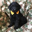 Small Photo #1 Labradoodle Puppy For Sale in EPHRATA, PA, USA