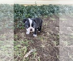 Small #9 Boston Terrier