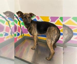 Boxer-Dutch Shepherd Mix Dogs for adoption in Baytown, TX, USA