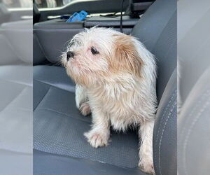 Mutt Dogs for adoption in San Antonio, TX, USA