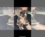 Small Photo #44 Bernedoodle Puppy For Sale in BELMONT, NC, USA