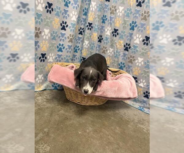 Medium Photo #1 Australian Shepherd-Unknown Mix Puppy For Sale in Rosenberg, TX, USA