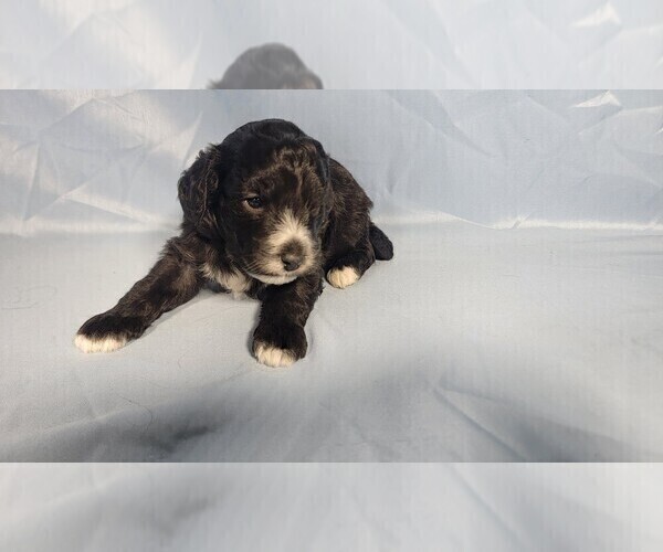 Medium Photo #6 Bernedoodle (Miniature) Puppy For Sale in PEYTON, CO, USA