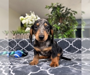 Dachshund Puppy for sale in GREENFIELD, IN, USA
