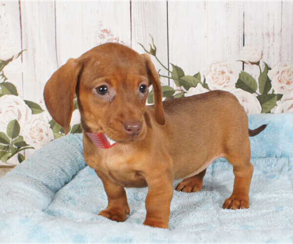 Medium Photo #1 Dachshund Puppy For Sale in PENNS CREEK, PA, USA