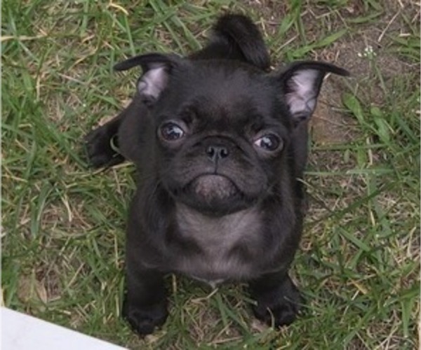 Medium Photo #1 Pug Puppy For Sale in HILLSDALE, MI, USA