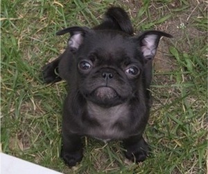 Pug Puppy for sale in HILLSDALE, MI, USA