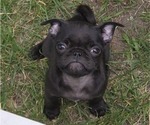 Small Pug