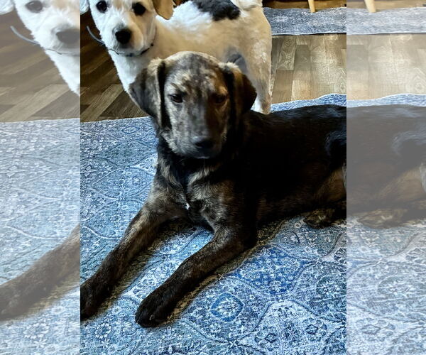 Medium Photo #3 Plott Hound-Unknown Mix Puppy For Sale in Middlesex, NC, USA