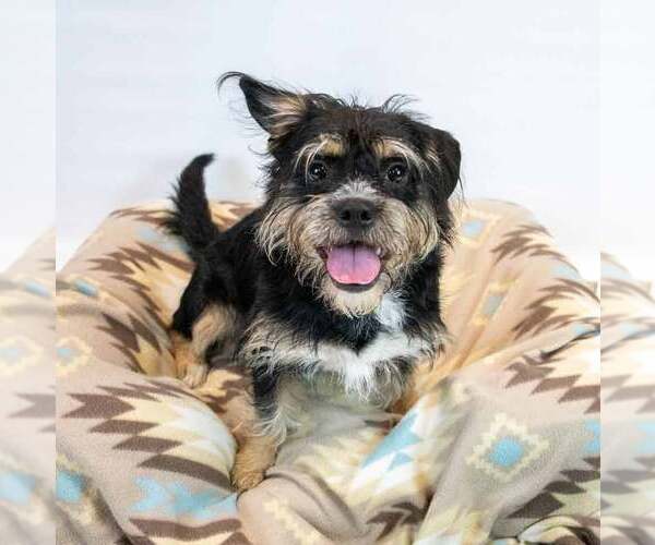 Medium Photo #2 Mutt Puppy For Sale in Kennesaw, GA, USA