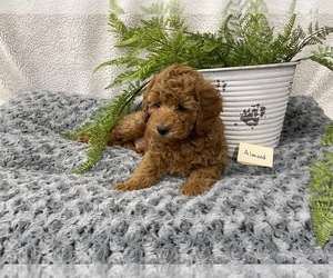 Bernedoodle-Poodle (Miniature) Mix Puppy for sale in DENVER, PA, USA