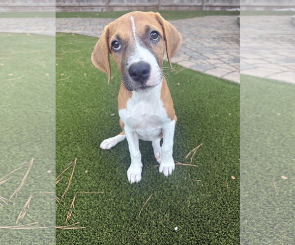 Medium Photo #1 Rhodesian Ridgeback-Unknown Mix Puppy For Sale in The Woodlands, TX, USA