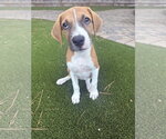 Small Rhodesian Ridgeback Mix