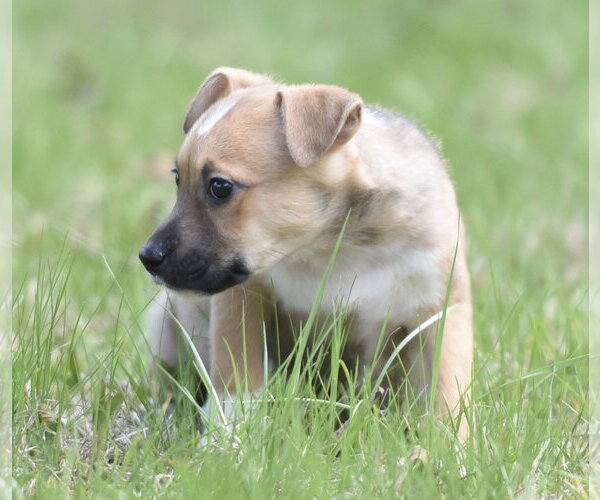 Medium Photo #4 Chihuahua-Unknown Mix Puppy For Sale in Mechanicsburg, PA, USA