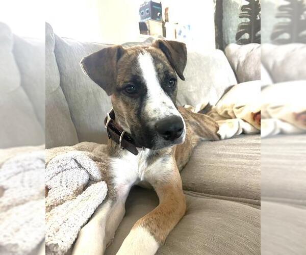 Medium Photo #2 American Staffordshire Terrier Puppy For Sale in San Antonio, TX, USA
