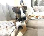 Small #1 American Staffordshire Terrier