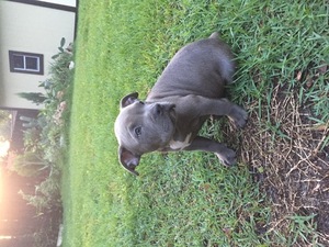 American Bulldog Puppy for sale in ALTAMONTE SPRINGS, FL, USA