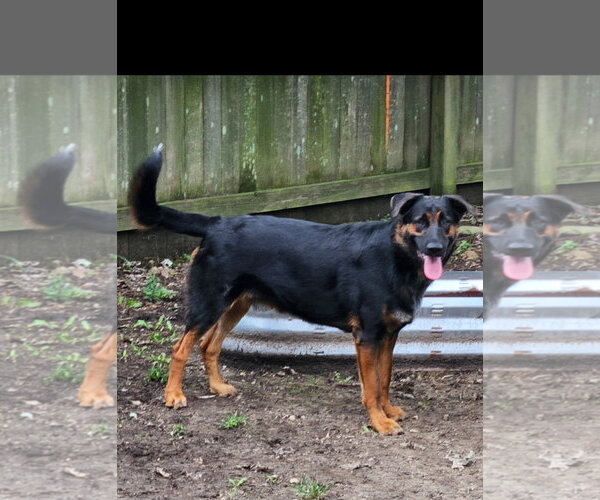 Medium Photo #1 Shepweiller Puppy For Sale in New Hill, NC, USA