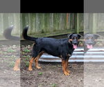 Small Shepweiller