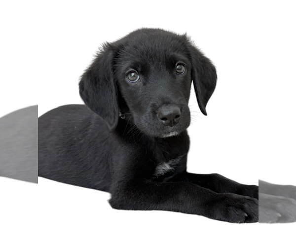 Medium Photo #1 Labrador Retriever-Unknown Mix Puppy For Sale in Rockville, MD, USA