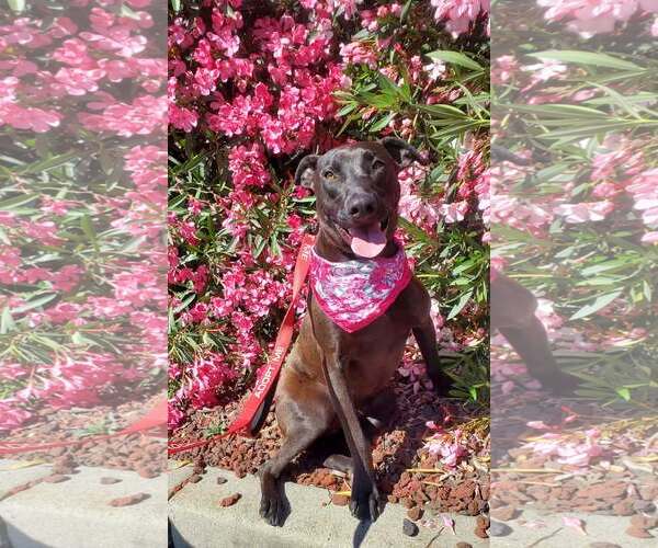 Medium Photo #2 Doberman Pinscher-Labrador Retriever Mix Puppy For Sale in Fresno, CA, USA
