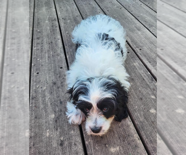 Medium Photo #2 Cavalier King Charles Spaniel Puppy For Sale in Brooklyn Center, MN, USA